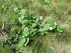 Alcea biennis