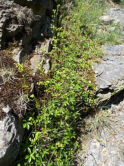Alchemilla saxatilis