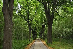 Doppelseitige Allee aus 33 Sommerlinden an der Straße zur Anderlfabrik