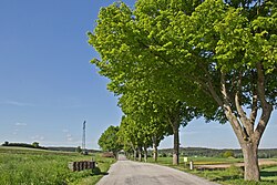 Allee entlang der LH 61