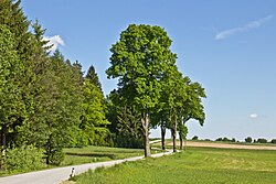 Allee entlang der L 8201