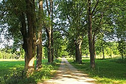 Allee in Litschau