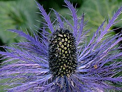 …und schließlich im Herbst Alpen-Mannstreu