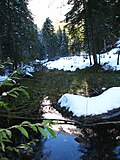 Quellsumpf der Loisach bei Biberwier