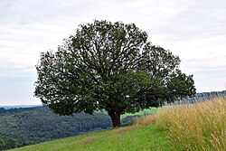 1 Elsbeerbaum