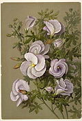 Alyogyne huegelii