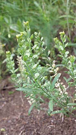 Alyssum desertorum