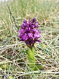 Klein-Hundswurz (Anacamptis morio), in Österreich gefährdet