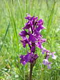 Auf Heißländen gedeihen Orchideen wie die Klein-Hundswurz, die in Österreich als gefährdet gilt.
