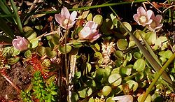 Anagallis tenella