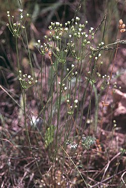 Androsace septentrionalis