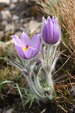 Pulsatilla vulgaris