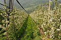 Apfelplantagen bei Lana