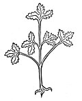 Gart der Gesundheit 1485