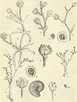 Figuren a bis e: Spergularia echinosperma
