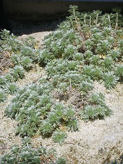 Artemisia laciniata