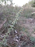 Der Fremde Österreich-Wermut (Artemisia repens, Artemisia austriaca var. advena) ist in Österreich nur vom Verschiebebahnhof Breitenlee bekannt.