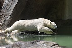 Ein Eisbär springt ins Wasser.