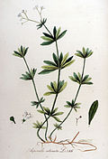 Illustration aus der Flora Batava