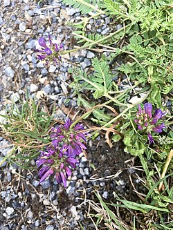 Astragalus leontinus