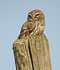 Steinkauz (Athene noctua)