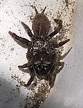Atypus muralis in Albeins gefunden
