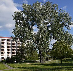 Silberpappel (Populus alba)