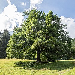 Eiche im Ortsteil Bärnstetten