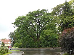 Bäume im Park der Johannes Kepler Universität