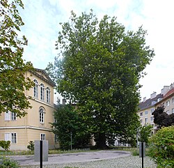 Ahornblättrige Platanen beim Florastöckel