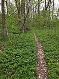 Die Au vor Baierdorf (Weg vom Ort in den Letten)