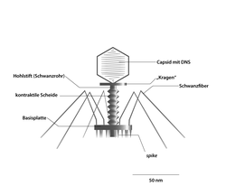 Phage T2 (Straboviridae, Myoviren); Kapsid axial geschnitten