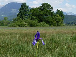 Sibirische Schwertlilie im Bangser Ried