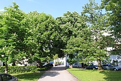 Baumbestand im Schlosshof und Schlosspark