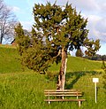 Naturdenkmal baumförmiger Wacholder in Ammenegg.