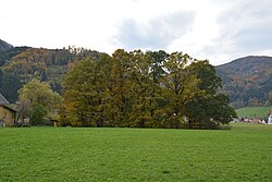 Baumgruppe am Umberg