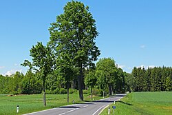 Baumreihe entlang der Bundesstraße 5