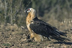 Gypaetus barbatus