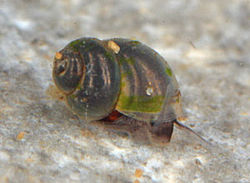 Fischauer Zwergquellschnecke