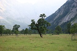 Ahornbäume bei der Alpe Eng am Großen Ahornboden
