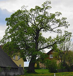 Berg-Ahorn in Unterpreitenegg
