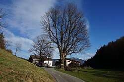 Bergahorn beim Schartenbauern
