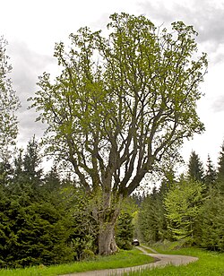 Bergahorn in Unterweißenbach