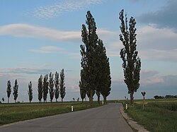 Pappelallee Mühlberg