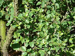 Betula humilis
