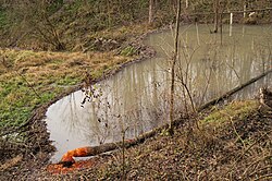 Biberdamm im Plexental in Hippersdorf