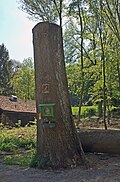 Traubeneiche (Quercus petraea)