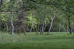 Moorwäldchen in Sam