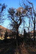 1 Wildbirnbaum