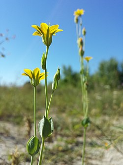 Blackstonia acuminata